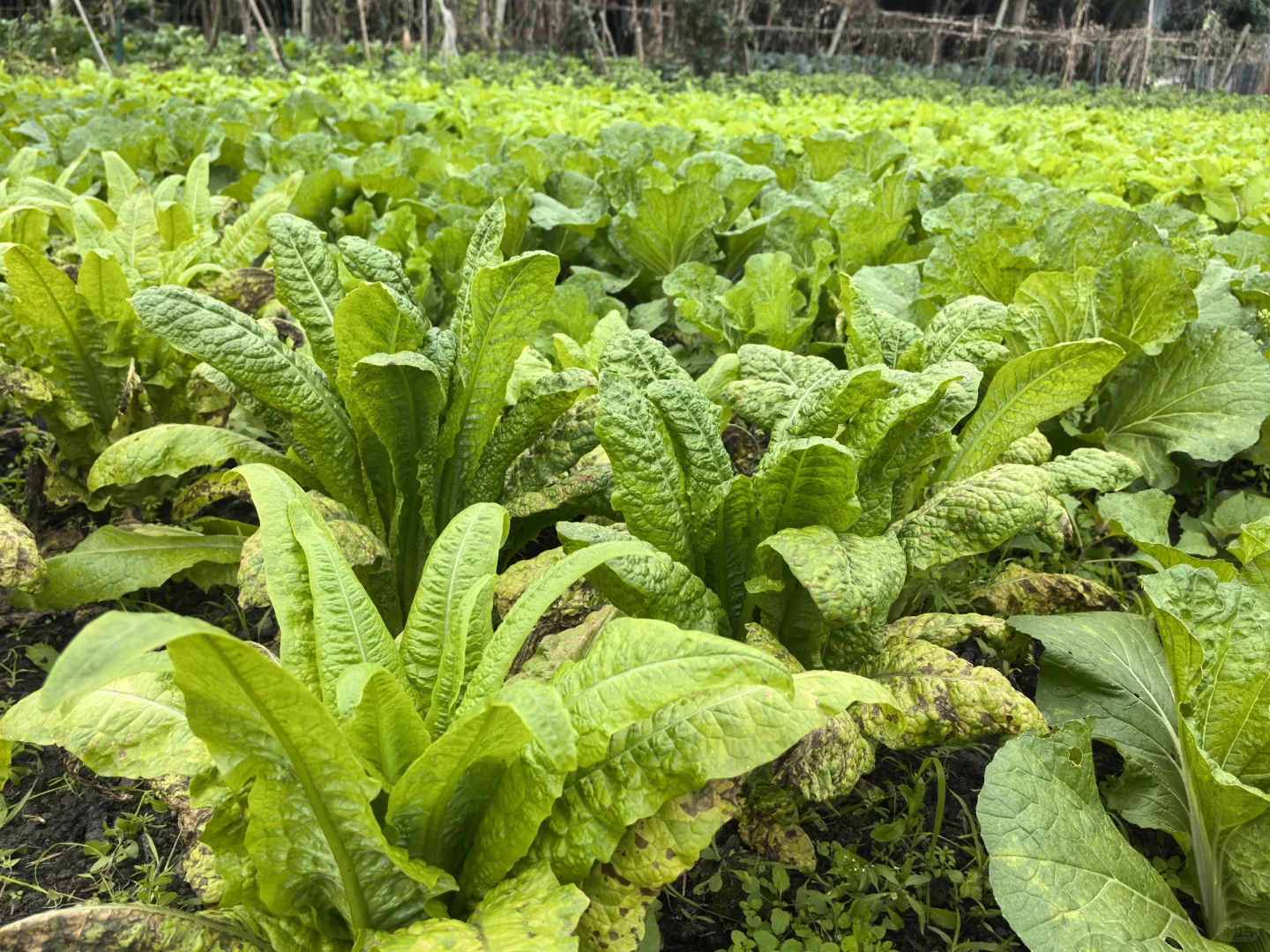 又开始收获啦！有买不打药的菜吗