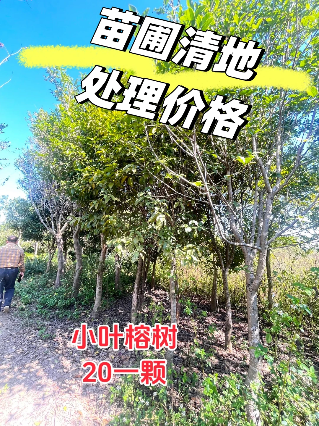 江西赣州苗圃清地，处理价格，给钱就卖