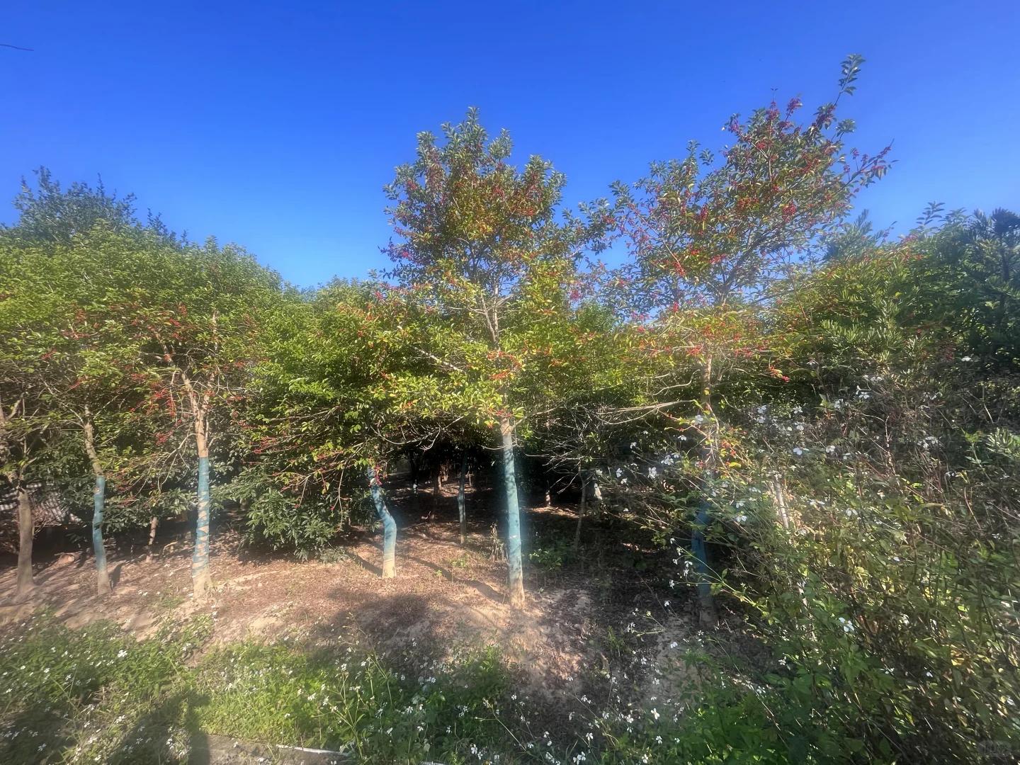 江西赣州苗圃清地，处理价格，给钱就卖