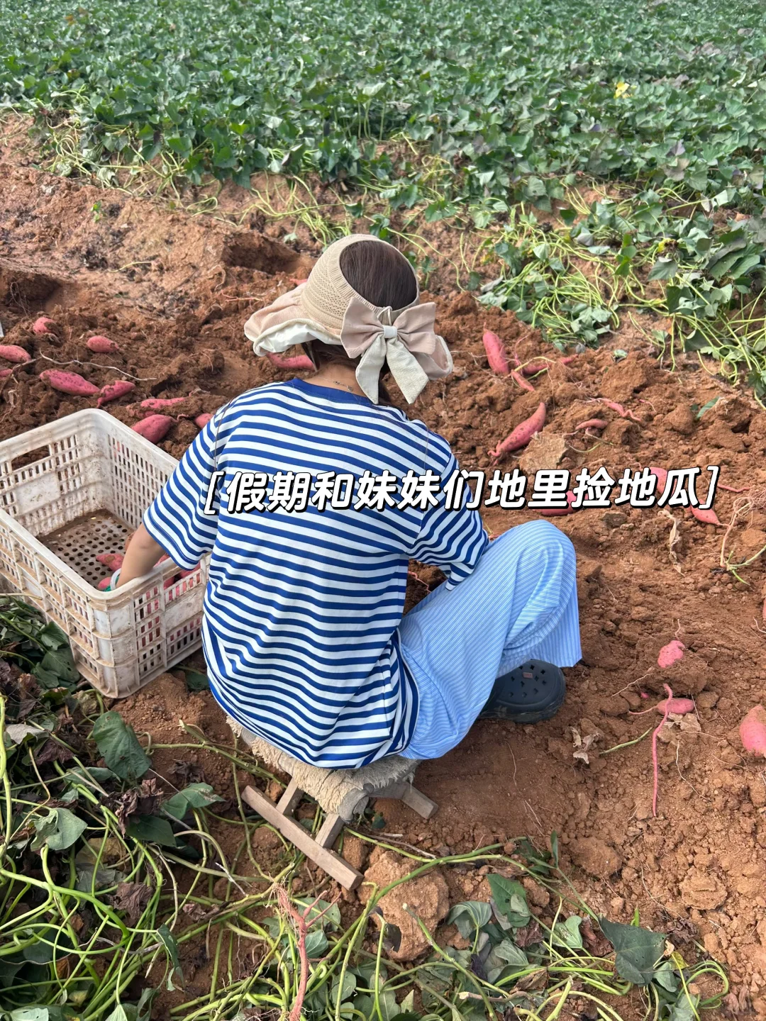 一个月帮父母卖了一万斤蜜薯，是种什么体验！