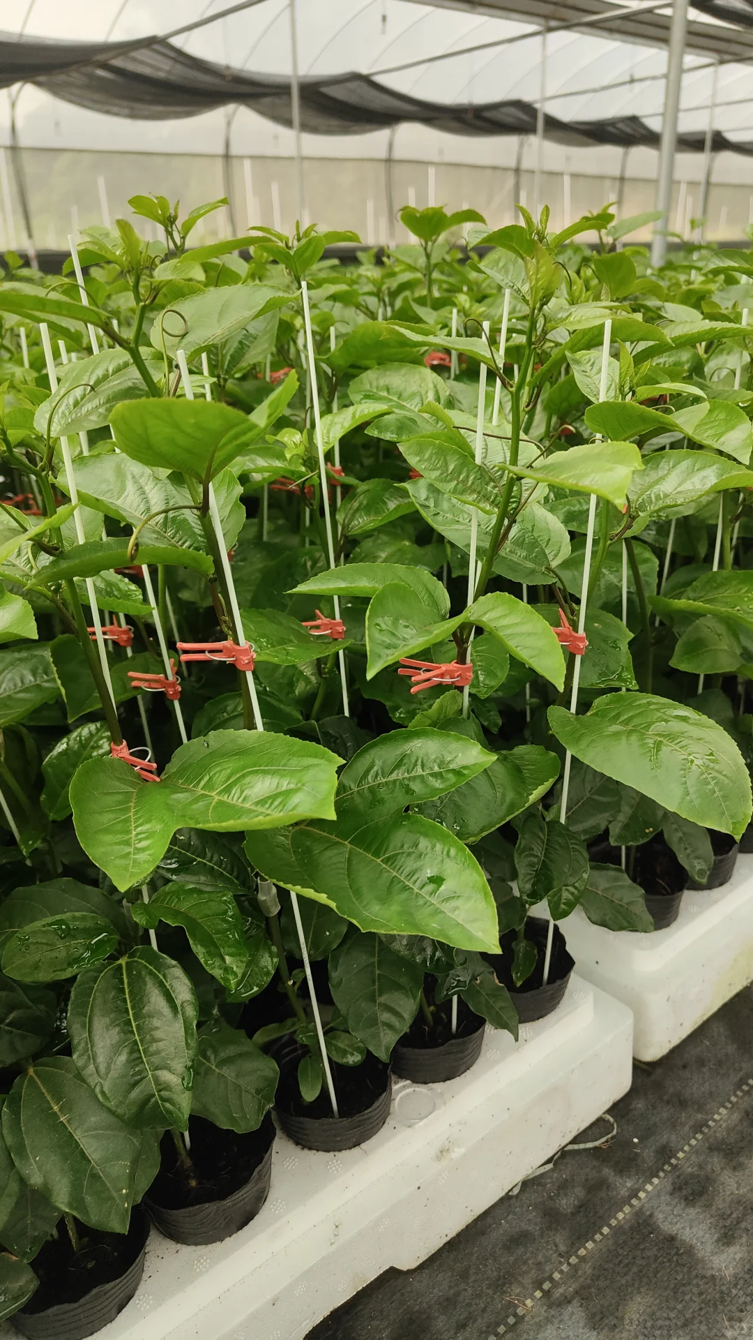 ? 如何在家中养护百香果苗木？