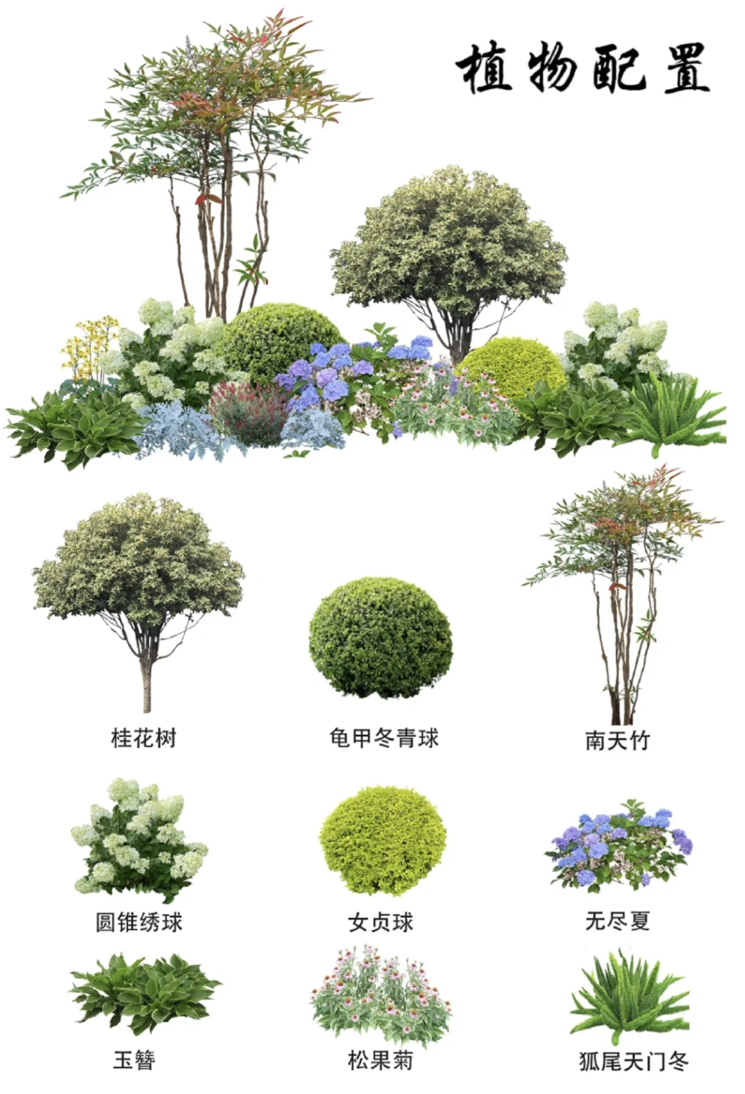 景观植物图鉴|乔木/灌木/水生/花卉分类表