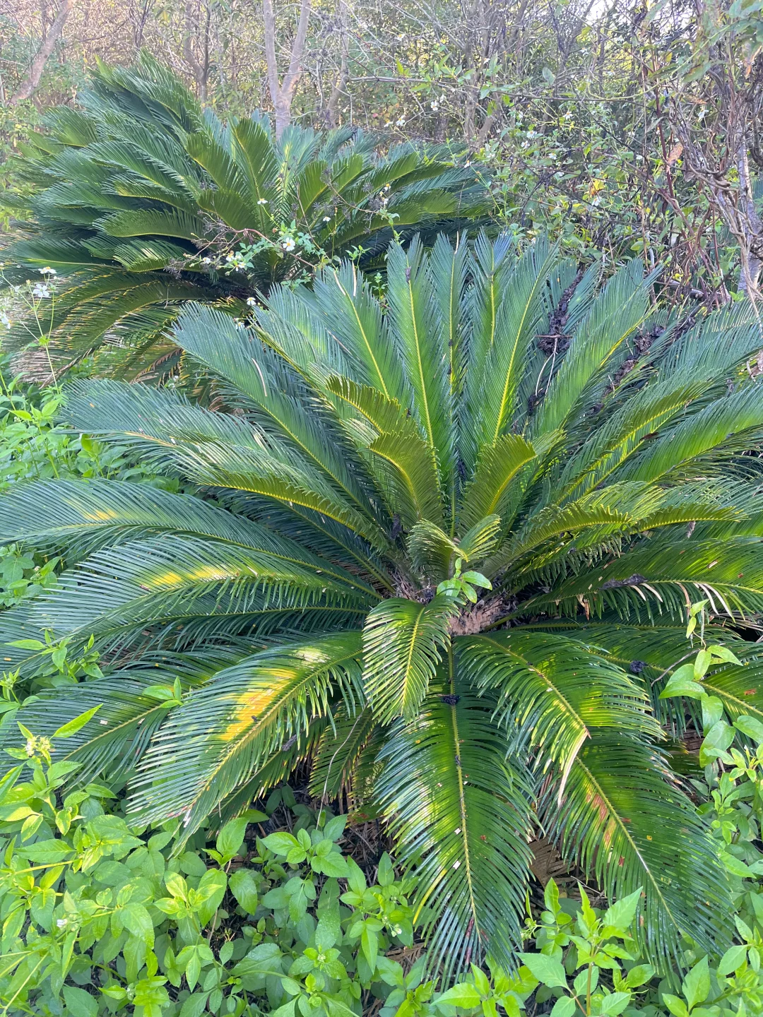 江西赣州苗圃清地，处理价格，给钱就卖