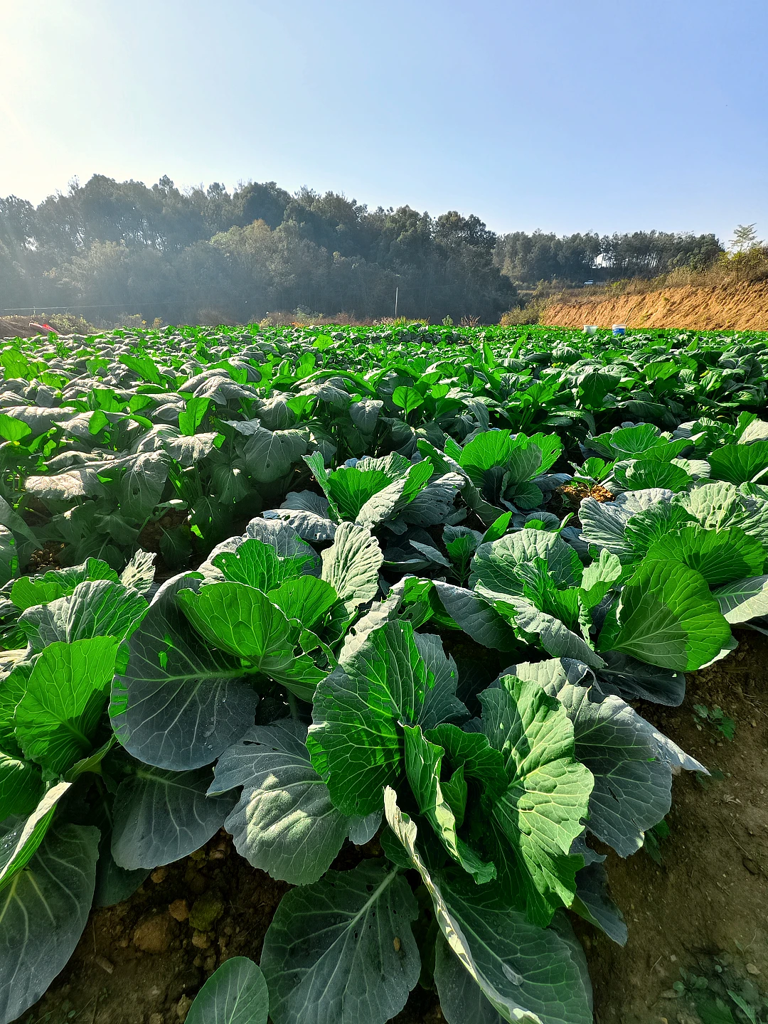 花掉够我躺平的钱在农村建民宿