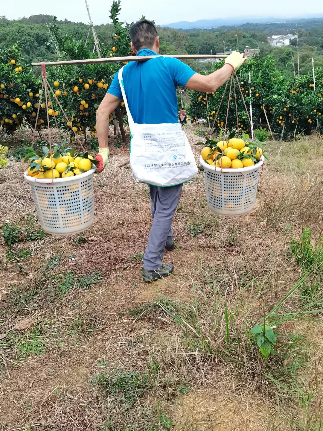 真实的农村没有诗和远方！只有挑着百斤橙子