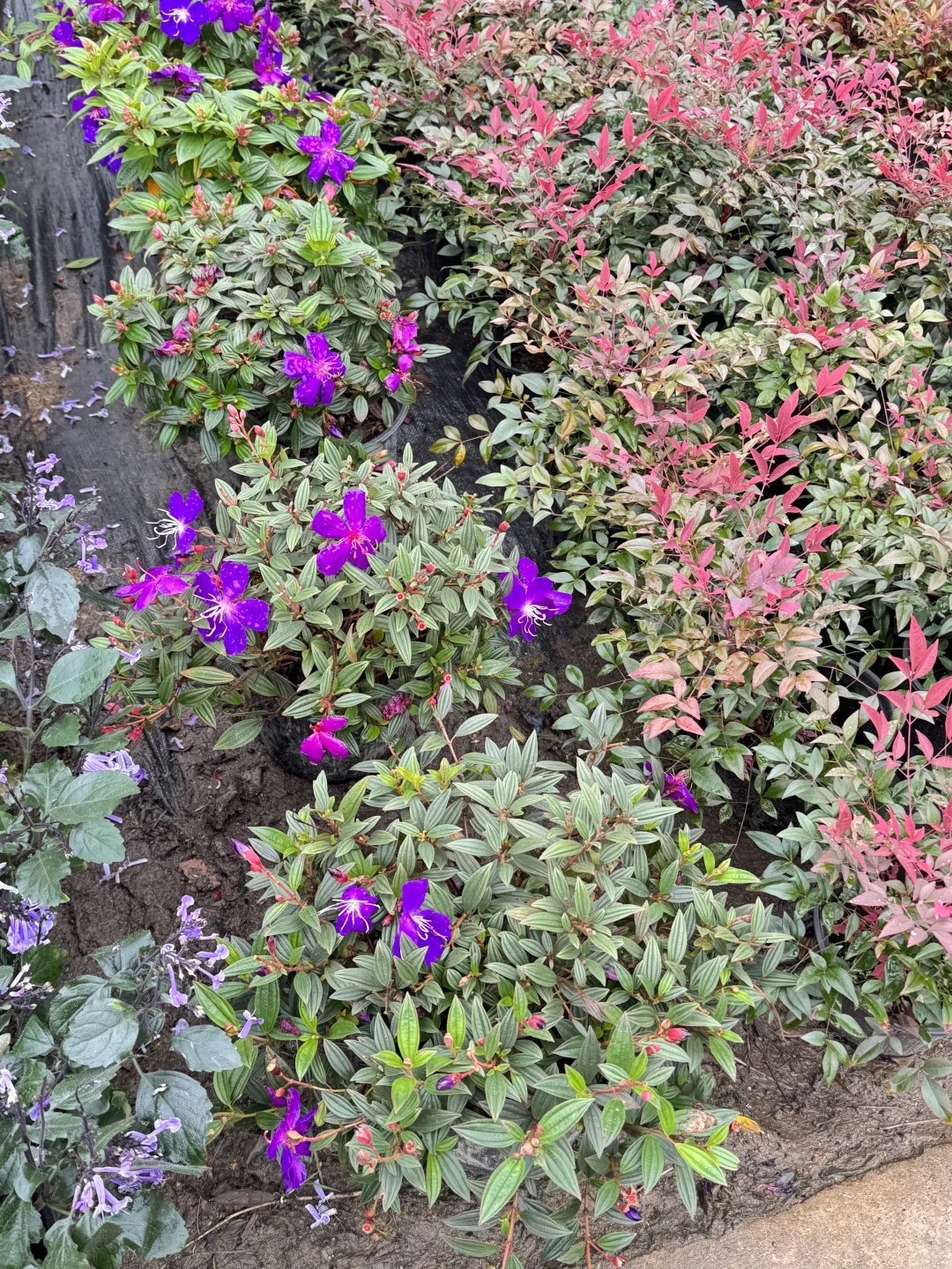 终于让我在长沙找到了一站式庭院采购的地方