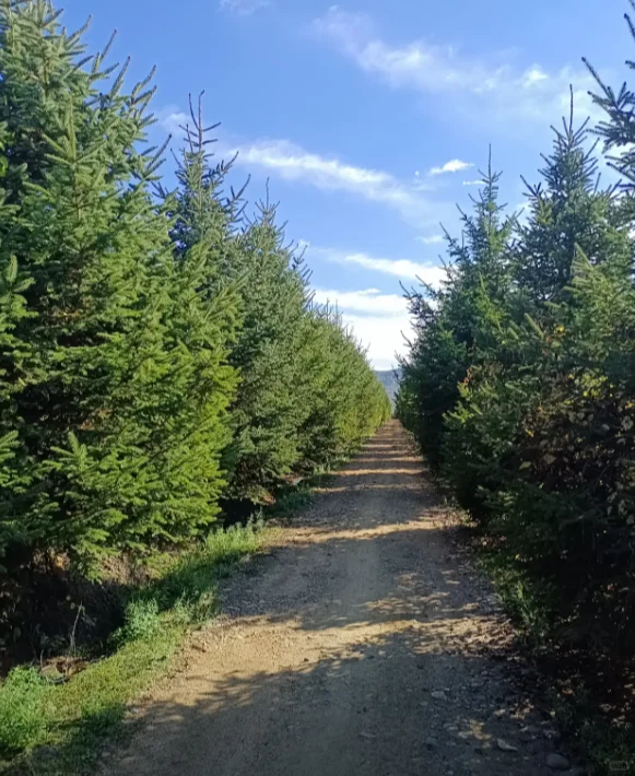 云杉2m-6m可以出圃了，有需要的吗