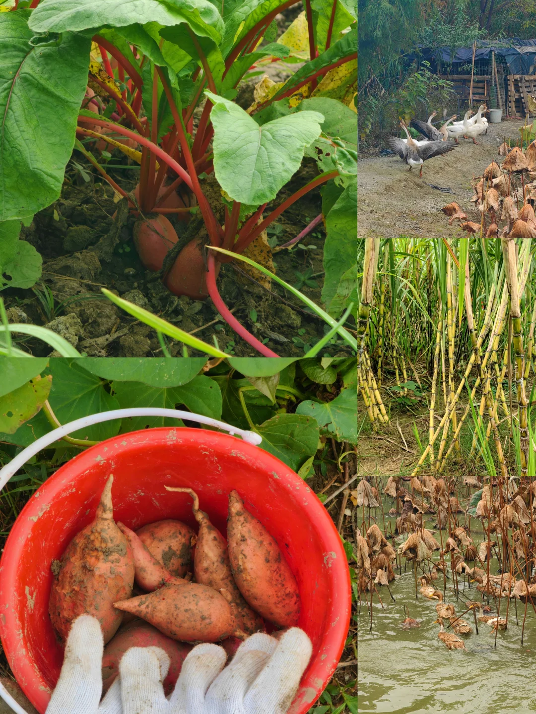 田园生活乐趣多，在地里挖呀挖呀挖?