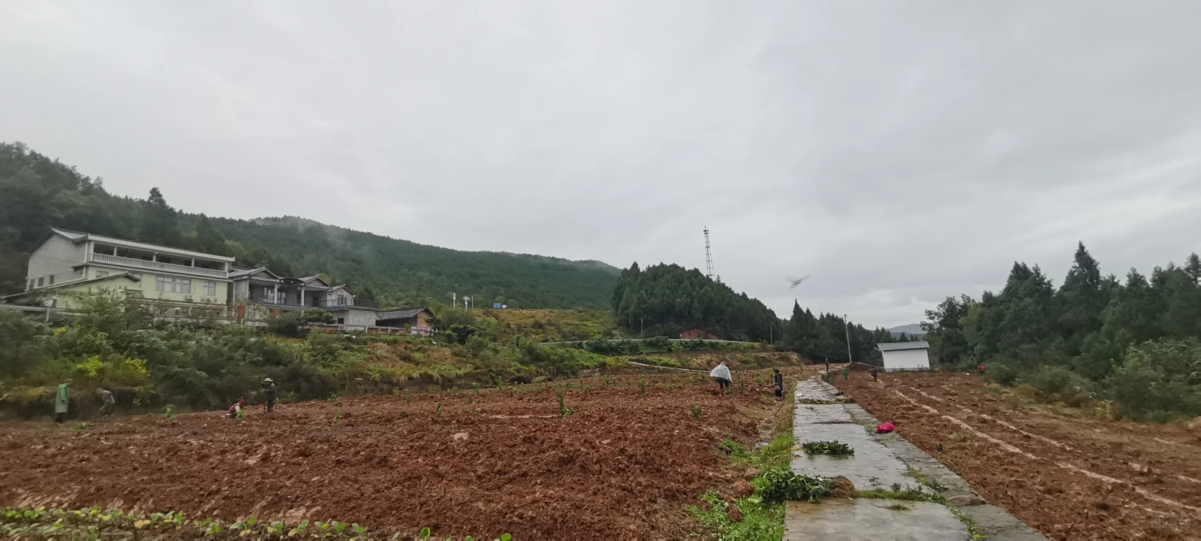 川佛手种植基地