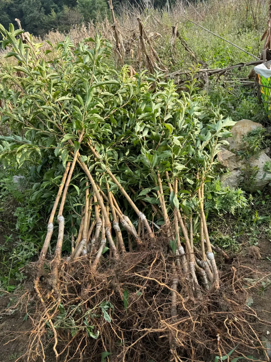 六马蜂糖李两年苗，健康粗壮，根系发达