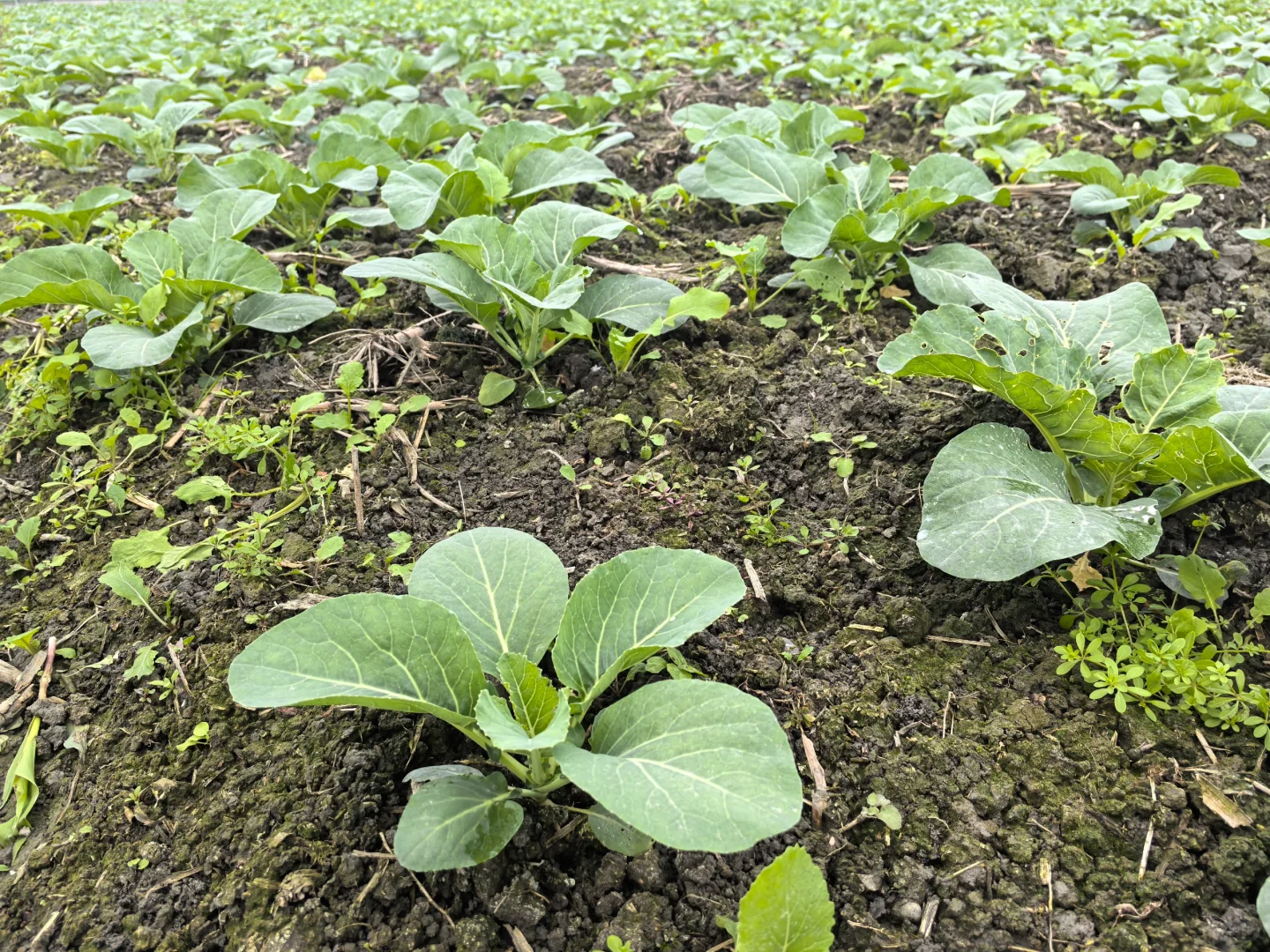 又开始收获啦！有买不打药的菜吗
