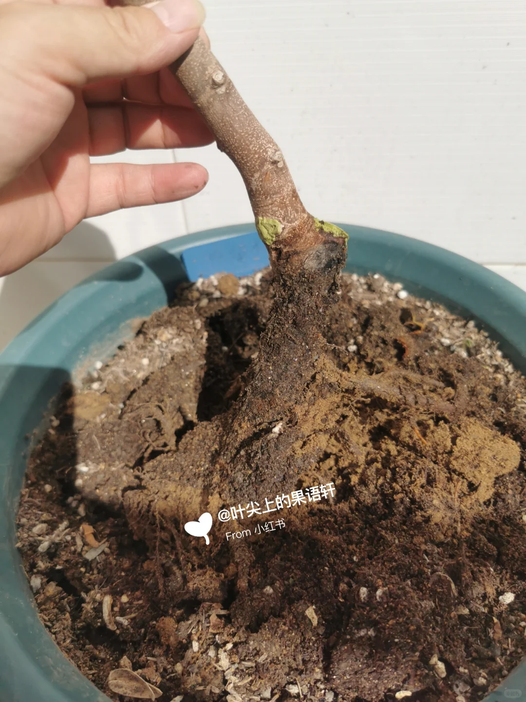 天塌了无花果裸根苗死了