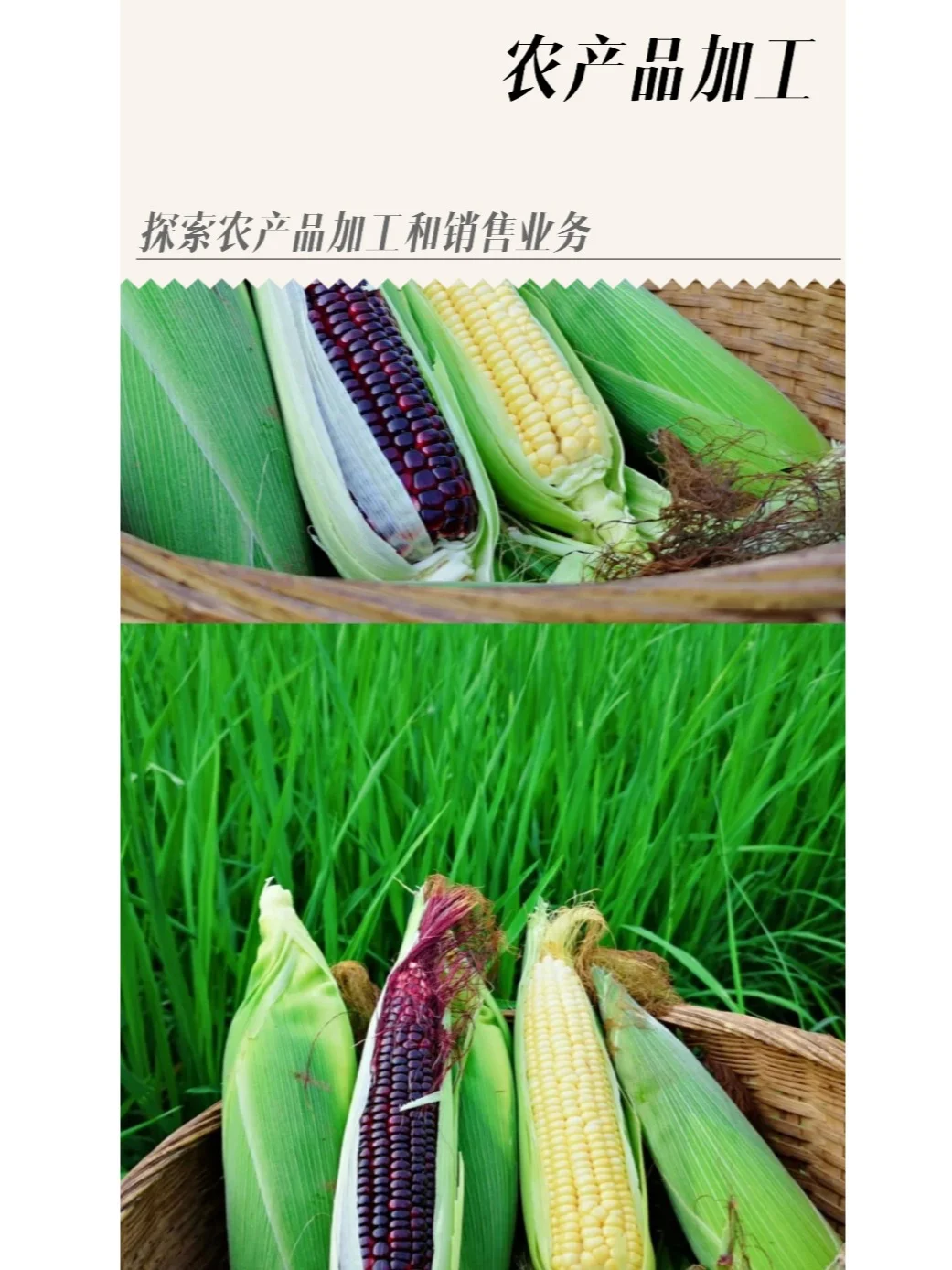 想要回村创业不知道做什么?!看看这几点