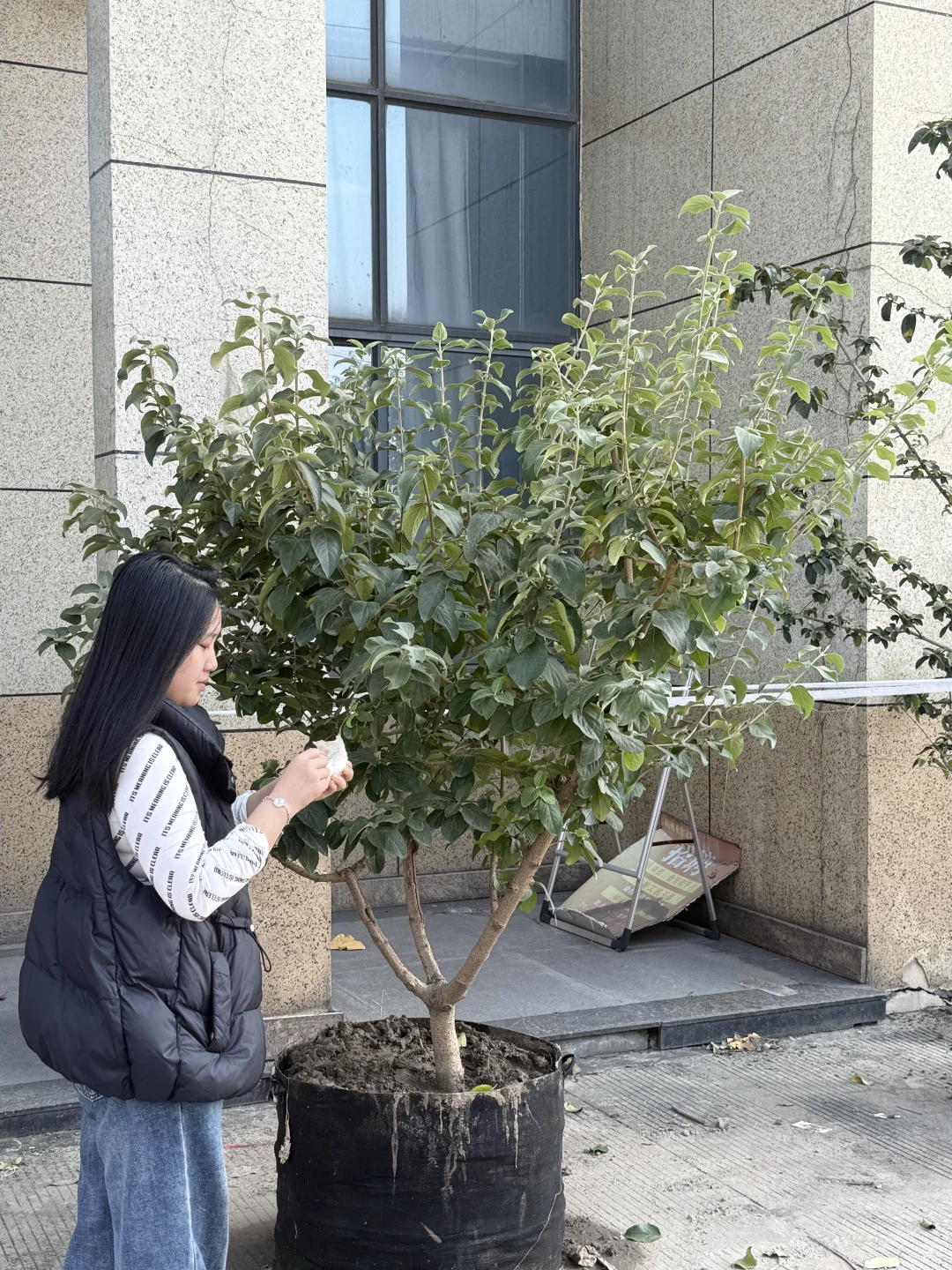 谁会拒绝❌三百不到的中华木绣球呀！