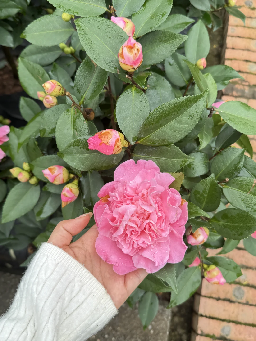 终于让我在长沙找到了一站式庭院采购的地方