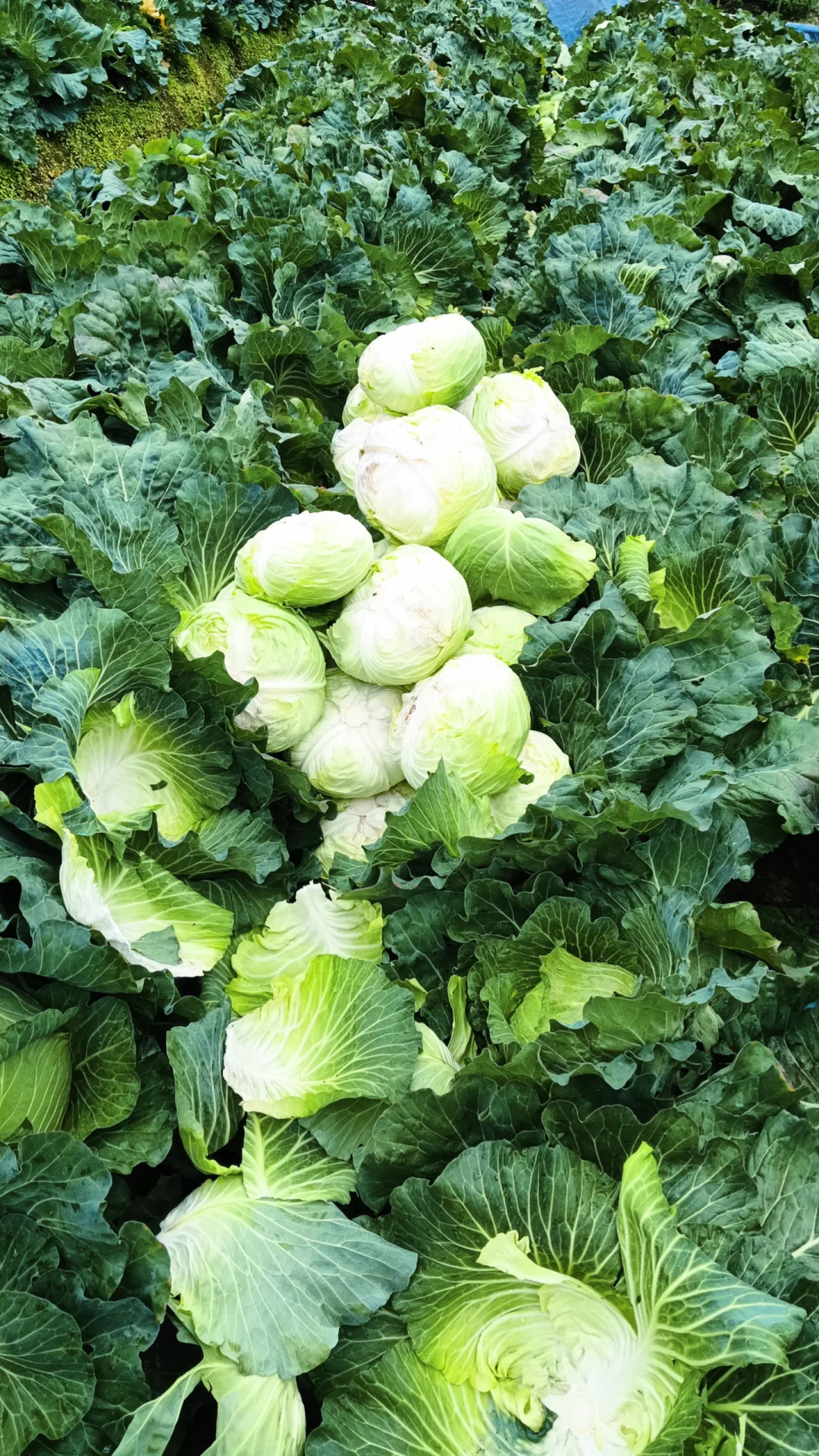 ??97菜农的坦白局|我为什么做自媒体