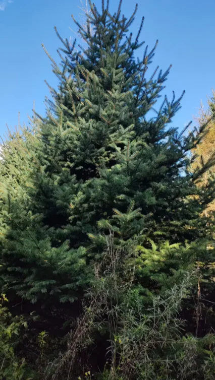 云杉2m-6m可以出圃了，有需要的吗