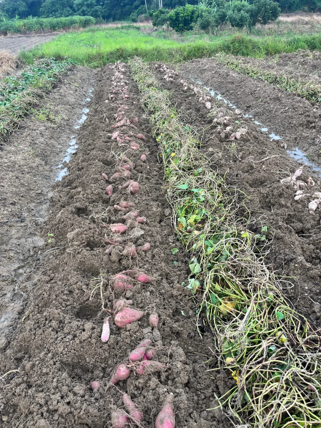 每天都有干不完的农活和吃不完的水果和蔬菜