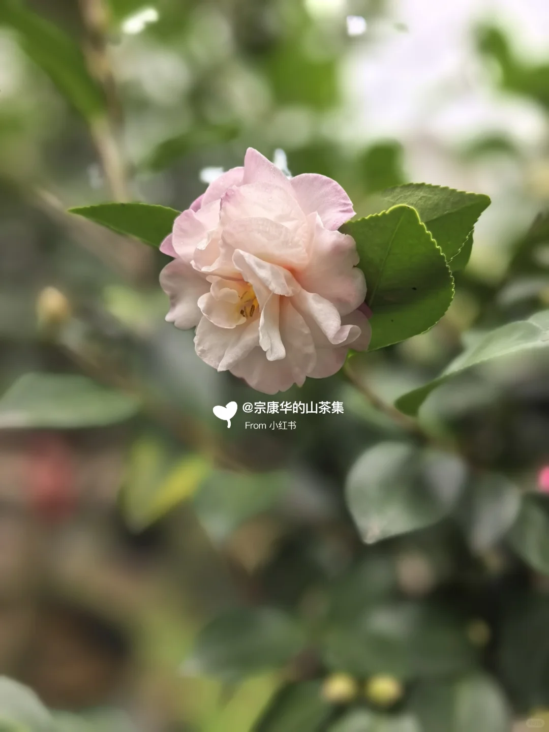 自育茶梅:芳华(Camellia hiemalis ‘Fanghu