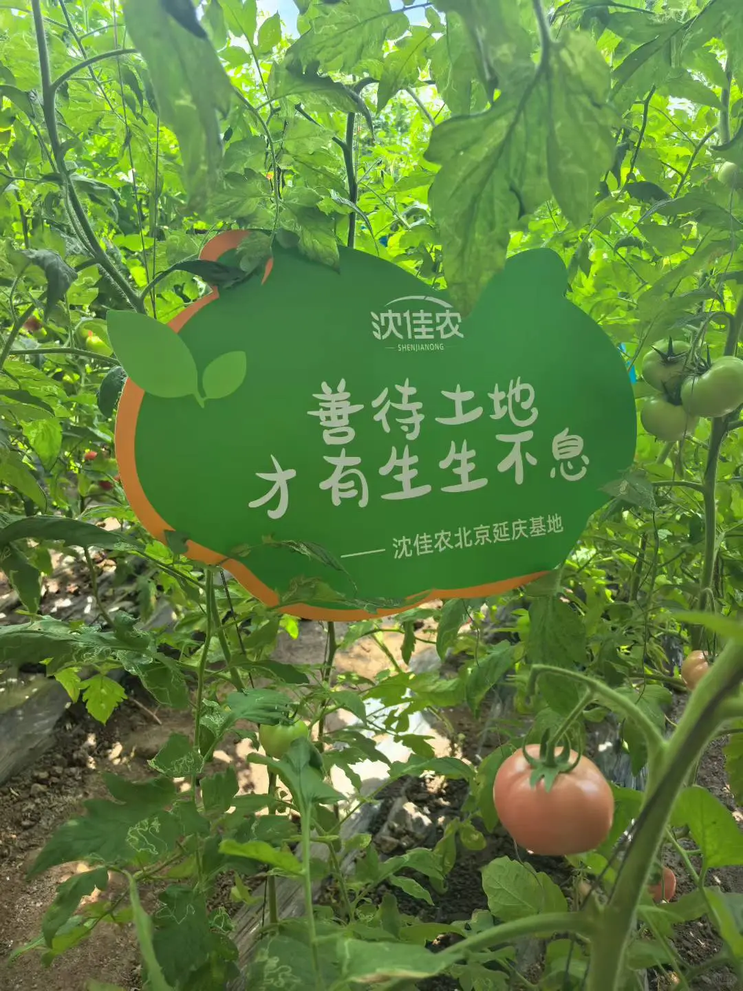 超5000亩有机种植基地