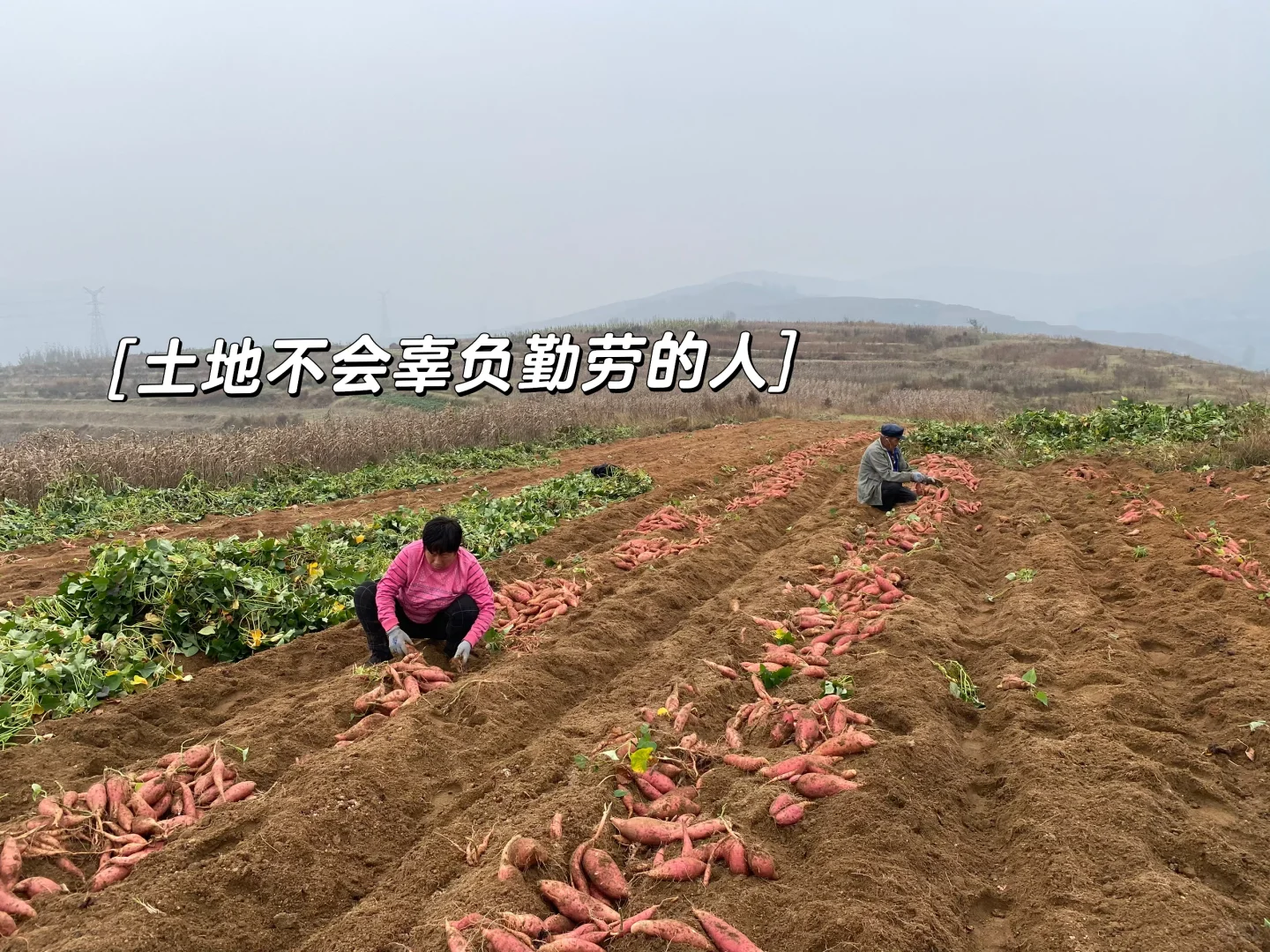 一个月帮父母卖了一万斤蜜薯，是种什么体验！