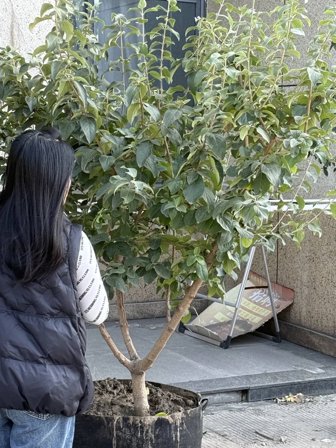 谁会拒绝❌三百不到的中华木绣球呀！