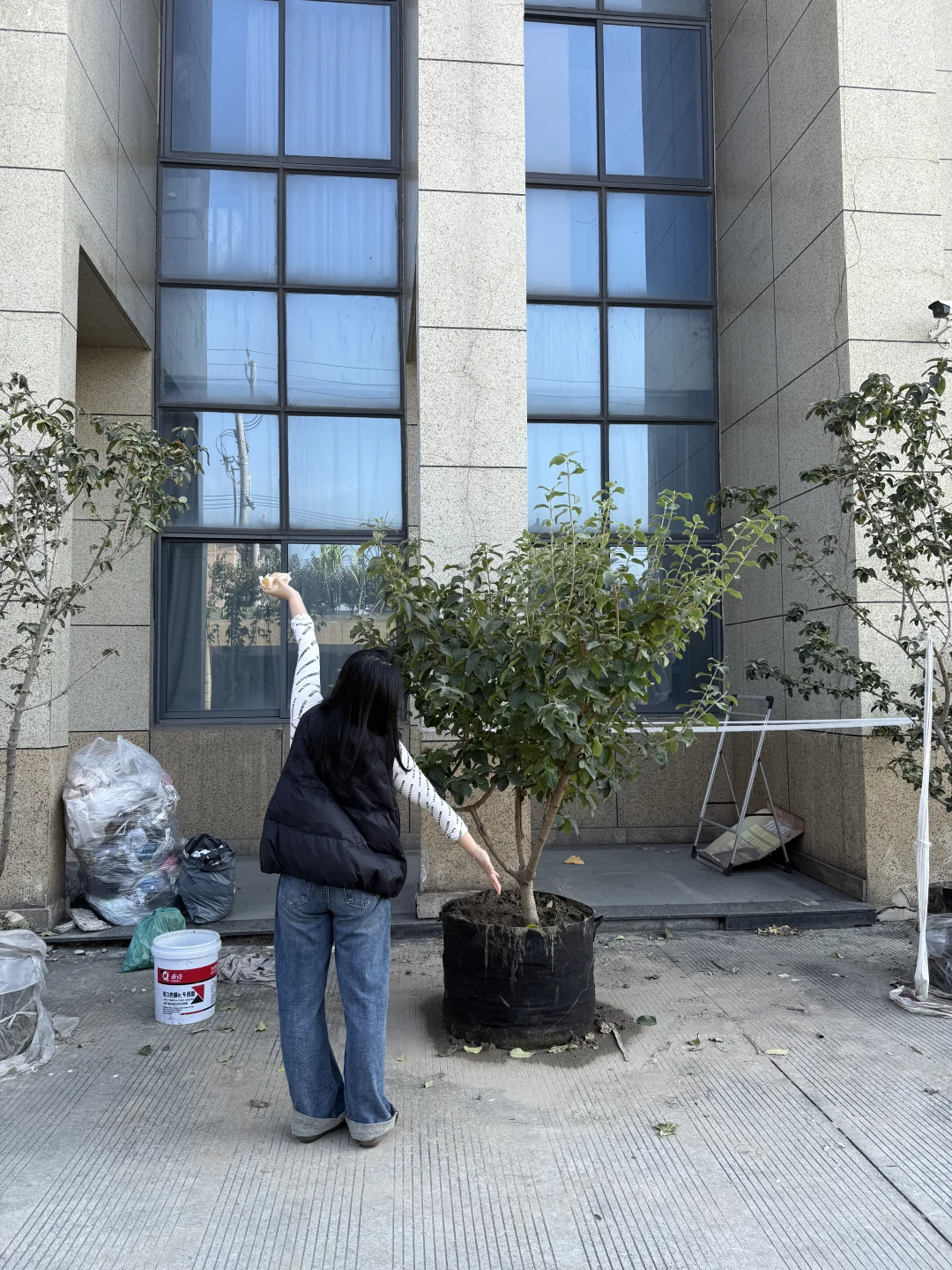 谁会拒绝❌三百不到的中华木绣球呀！