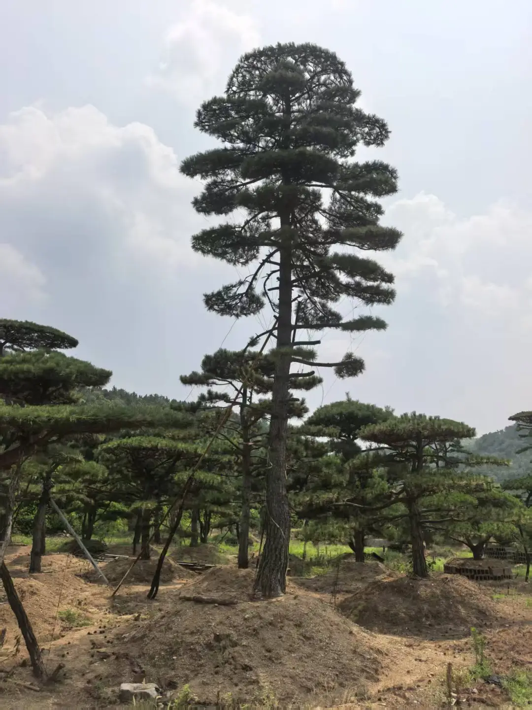 精品造型松基地、源头直供、精品造型松基地、