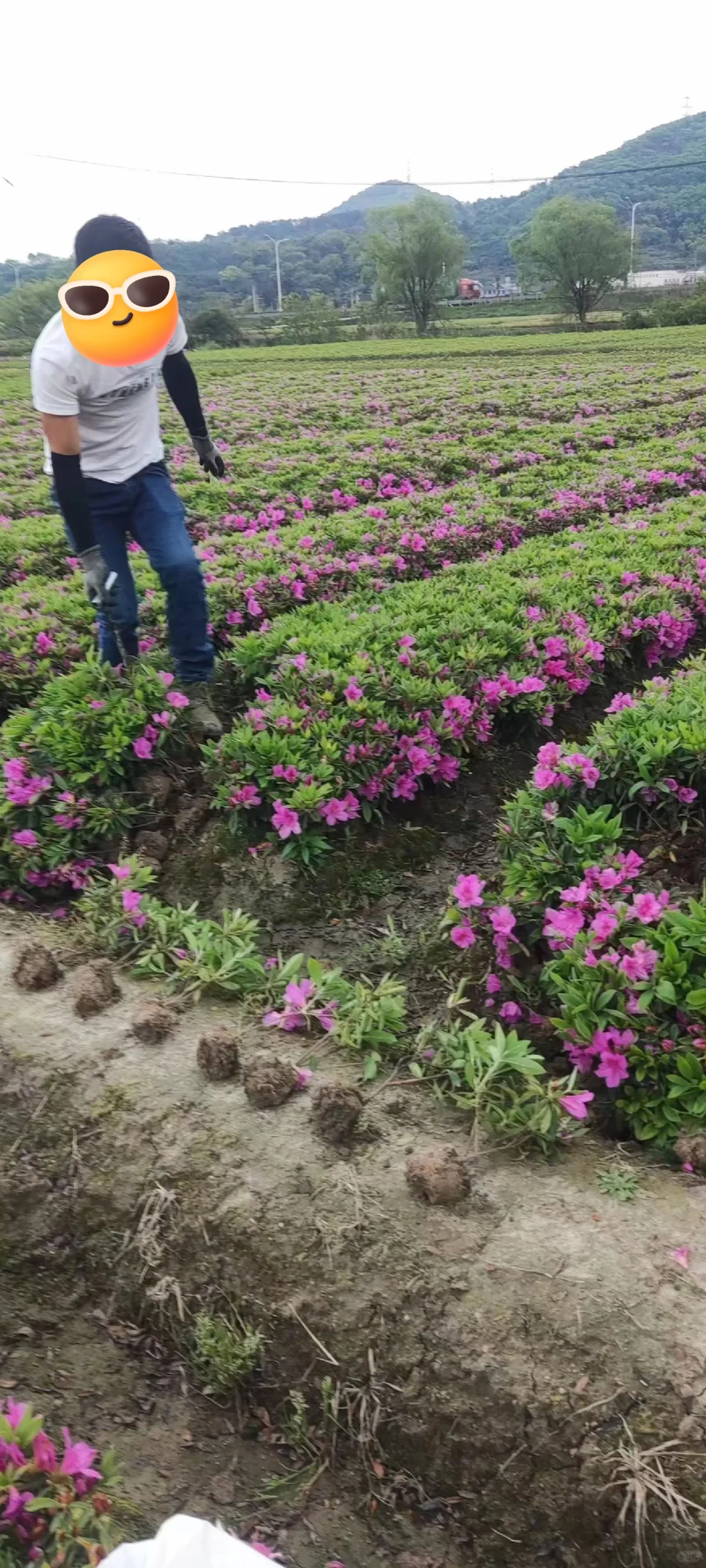 宁波毛鹃小毛球｜工程&庭院绿化刚需苗?