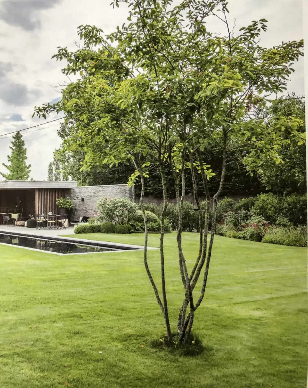 杂木庭院苗木选型纪要 | 柔美 飘逸 清雅