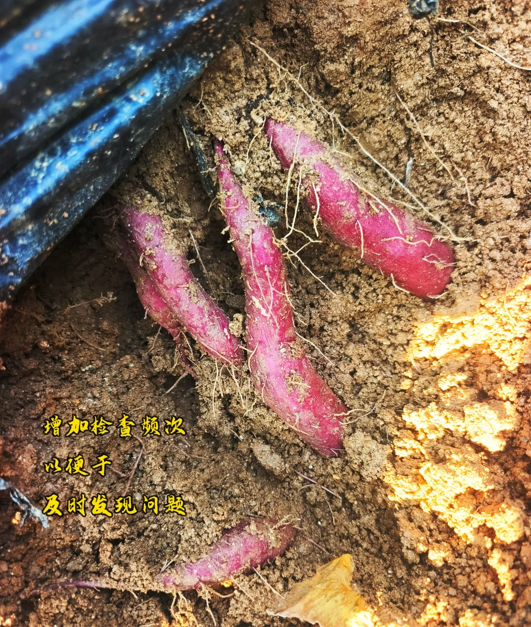 我在云南种地的第四年(1)