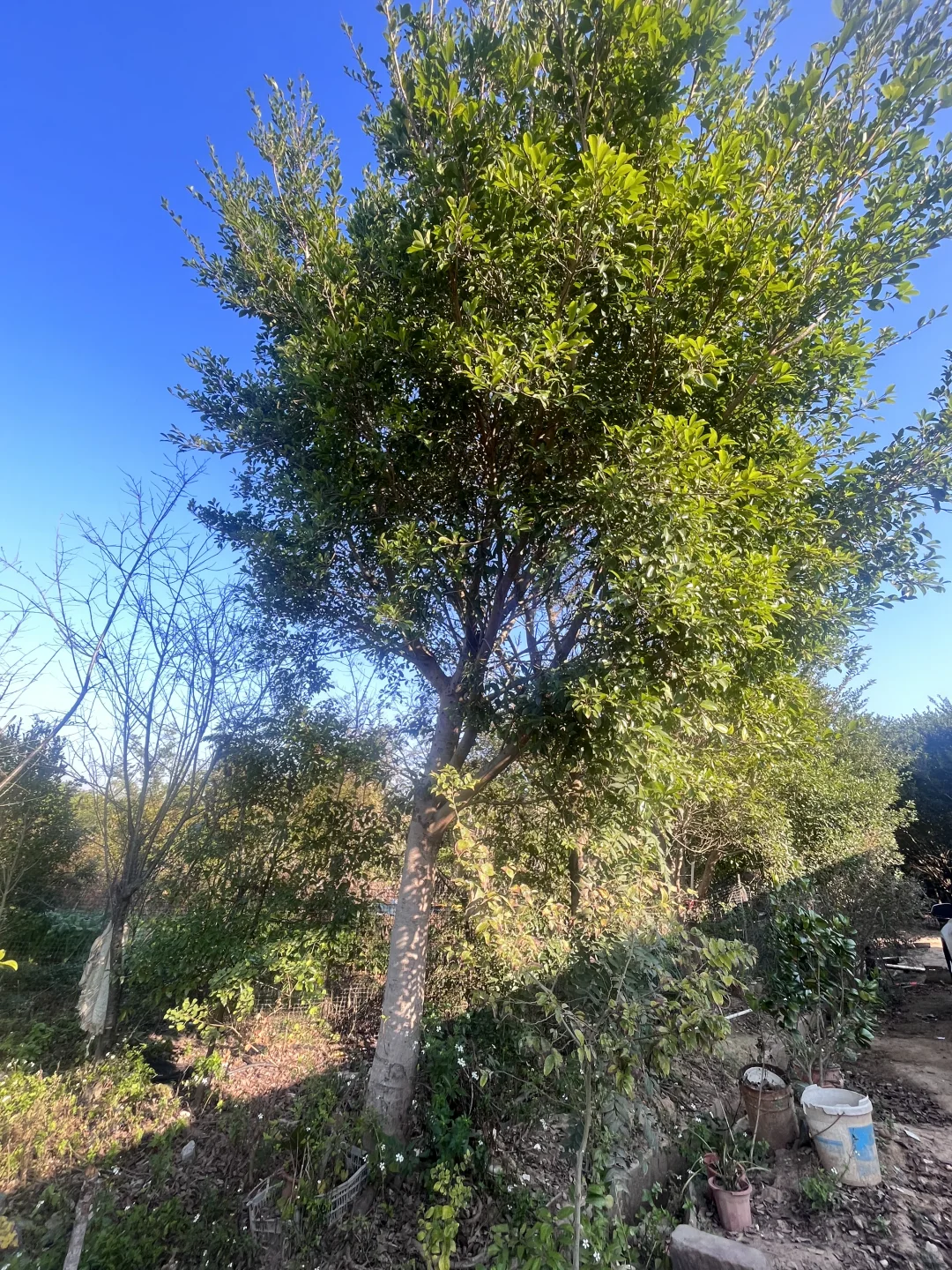 江西赣州苗圃清地，处理价格，给钱就卖