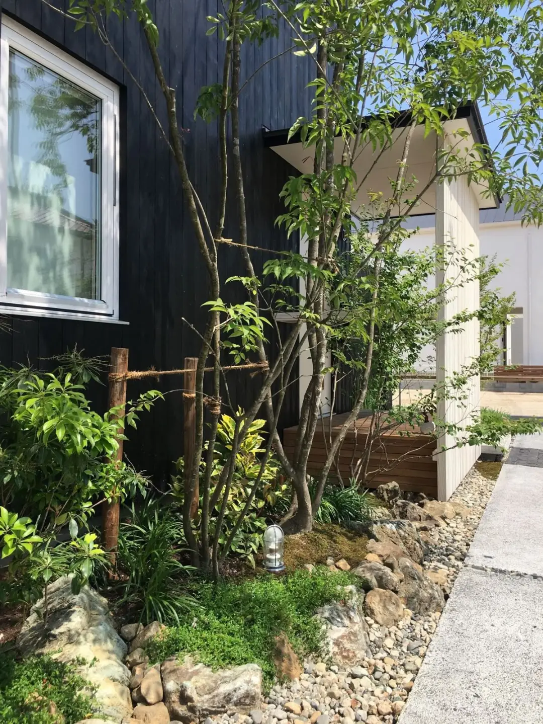 杂木庭院苗木选型纪要 | 柔美 飘逸 清雅