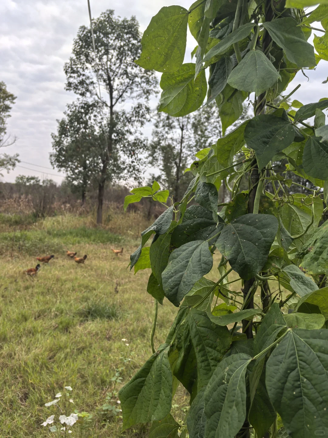 又开始收获啦！有买不打药的菜吗