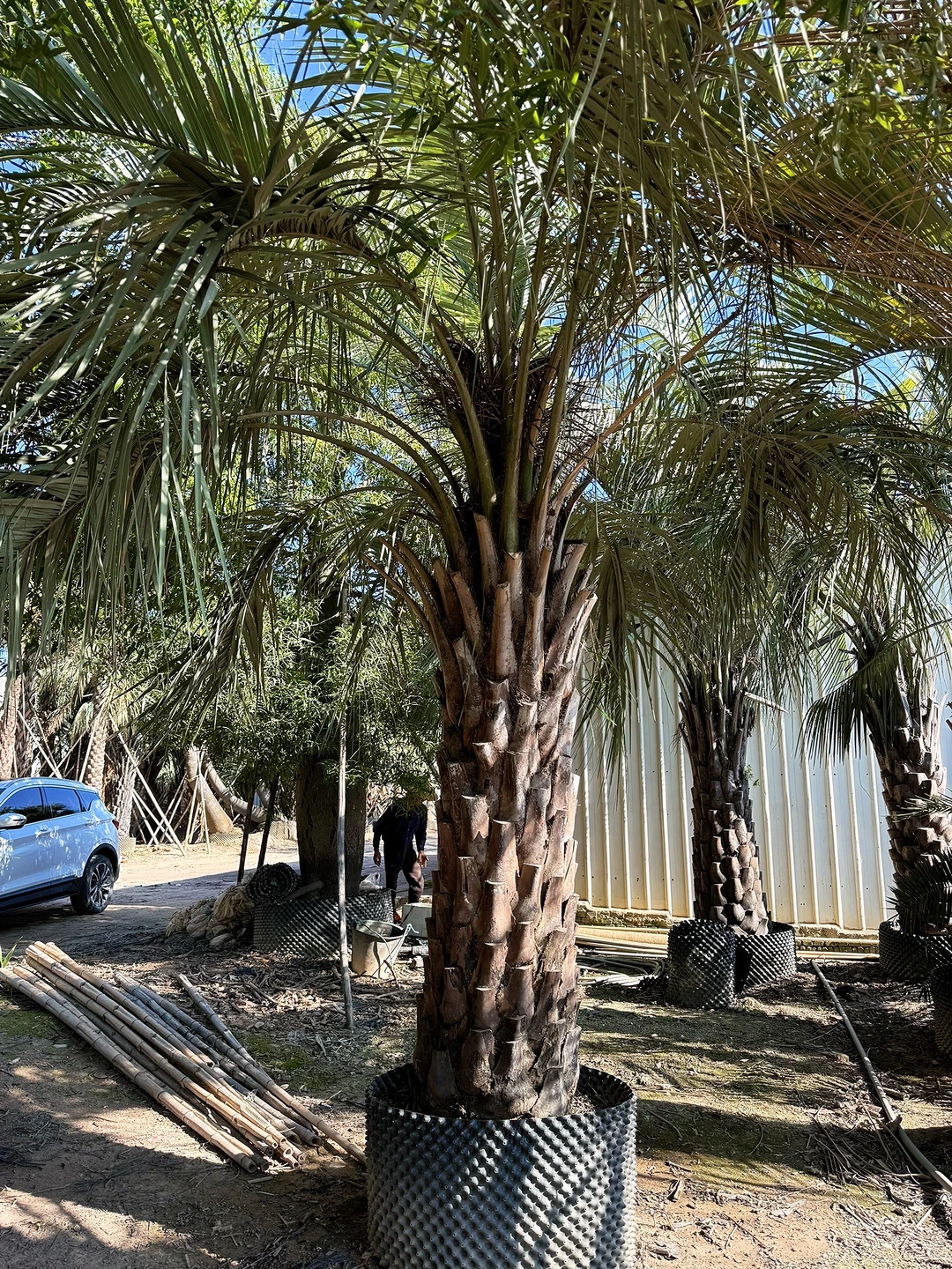 热带风情棕榈树 最耐寒的热带棕榈绿化树 可