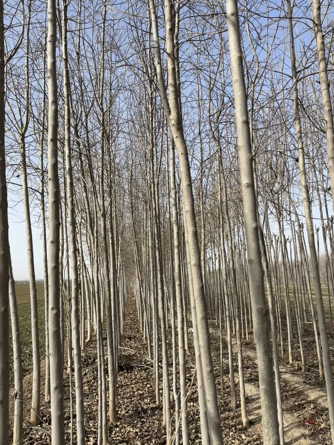 杜仲树出售 随时可挖