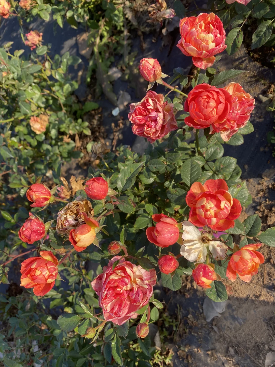 身在花丛中，浑身都是刺