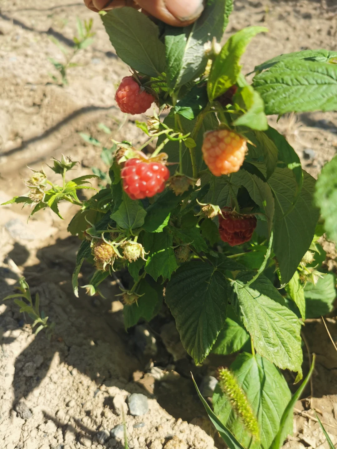 听我一句劝,创业的兄弟们千万别进农业的坑