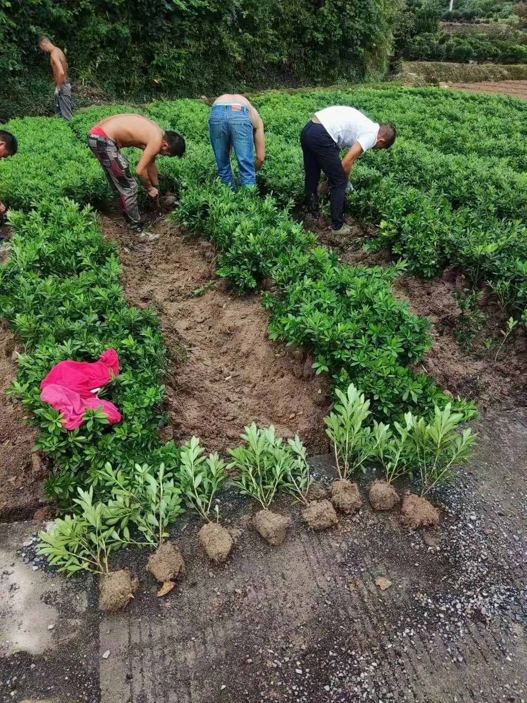 宁波毛鹃小毛球｜工程&庭院绿化刚需苗?