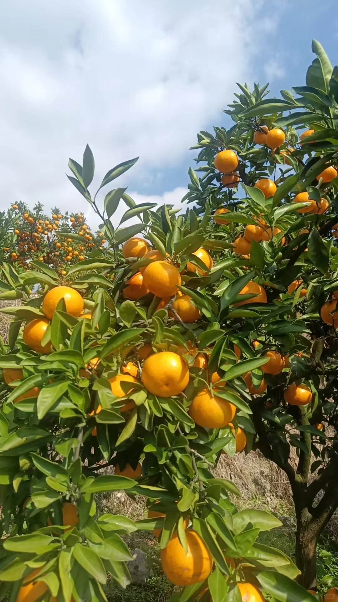 重生之我在农村卖橘子?