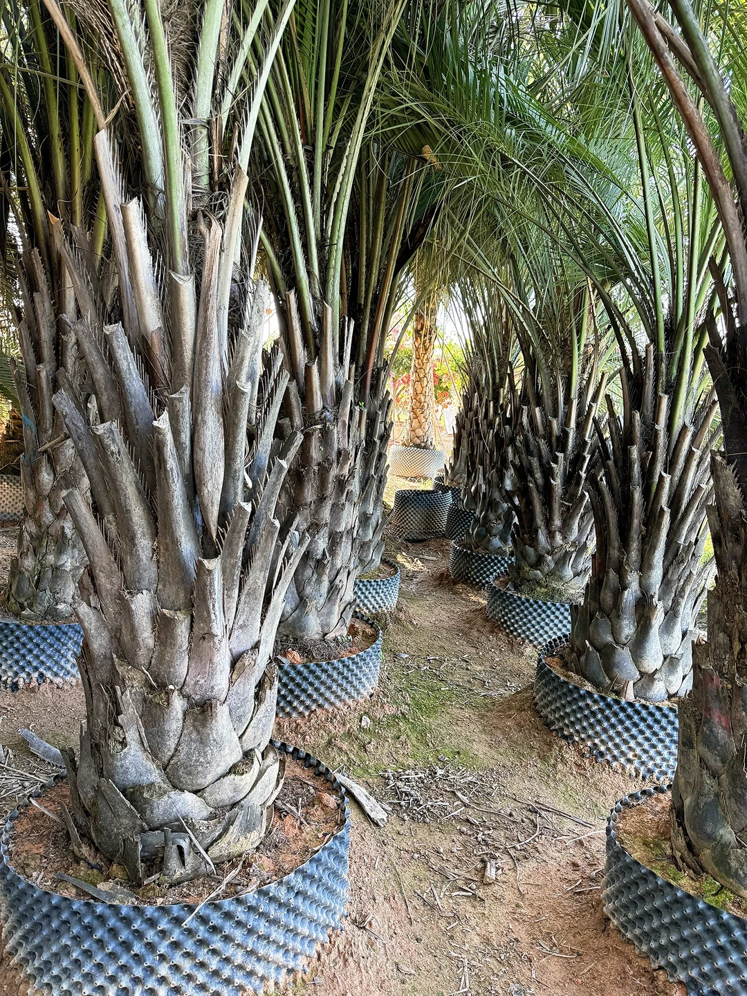 热带风情棕榈树 最耐寒的热带棕榈绿化树 可