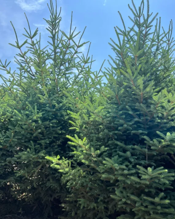 云杉2m-6m可以出圃了，有需要的吗