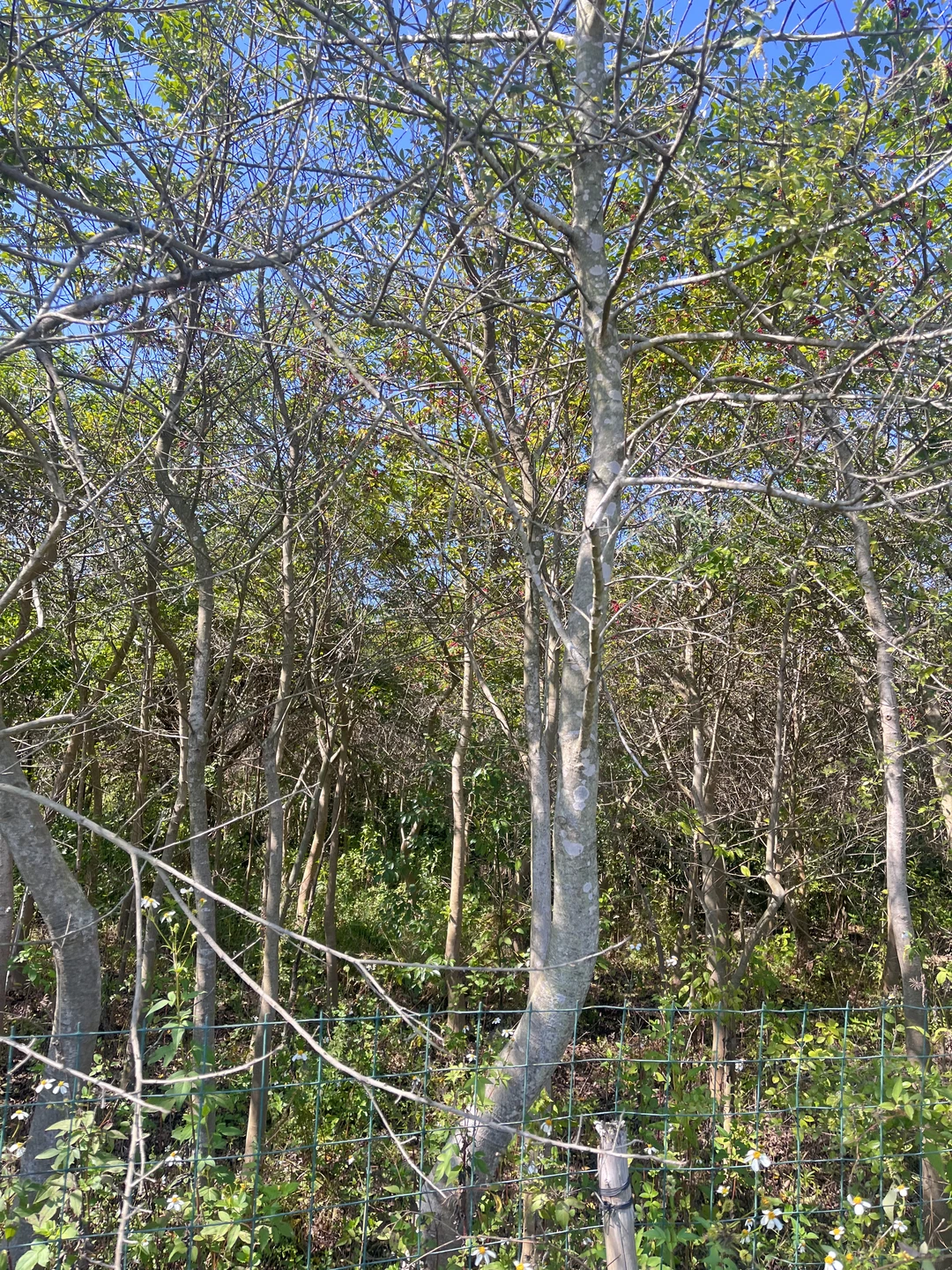 江西赣州苗圃清地，处理价格，给钱就卖