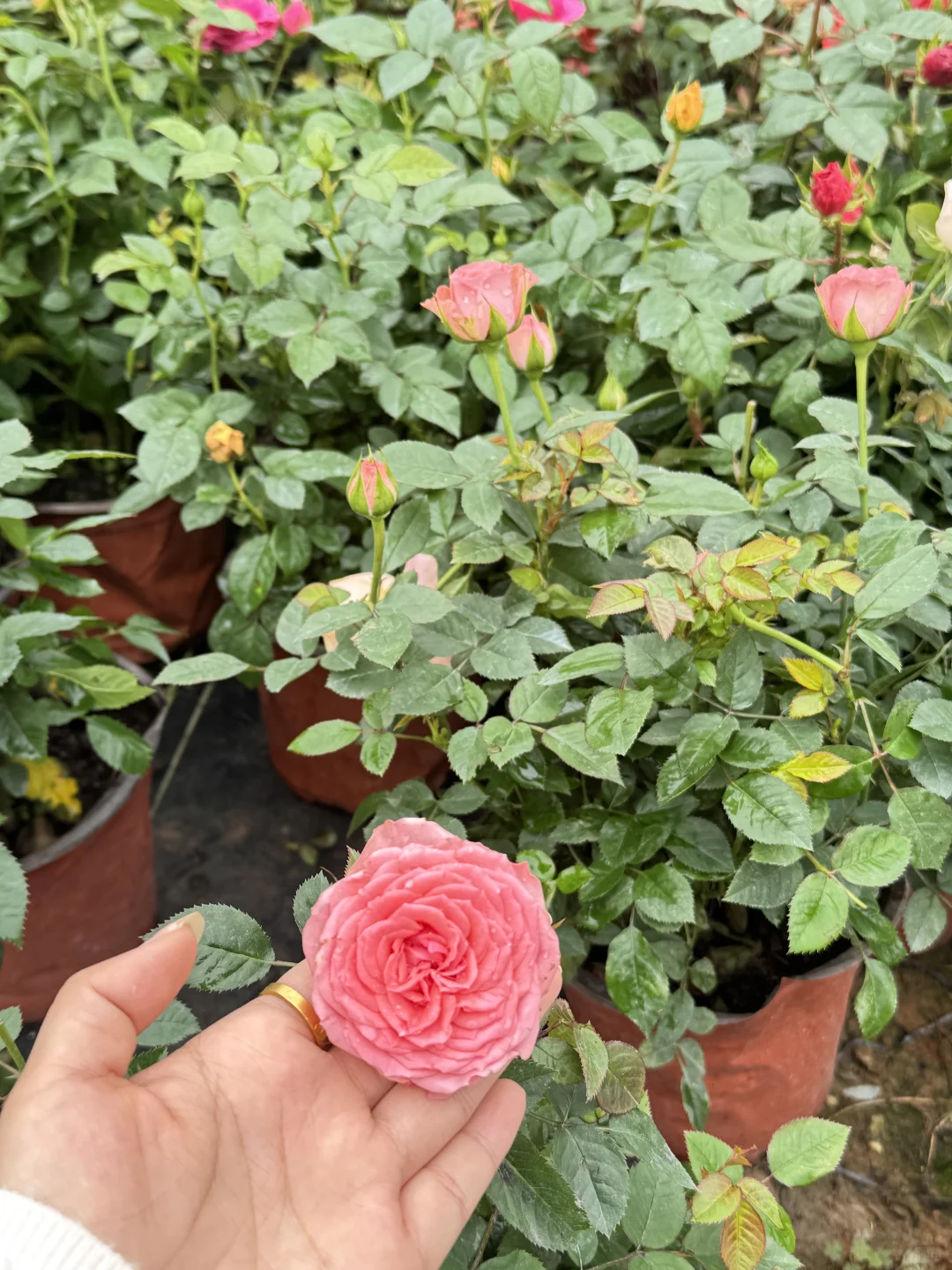 终于让我在长沙找到了一站式庭院采购的地方