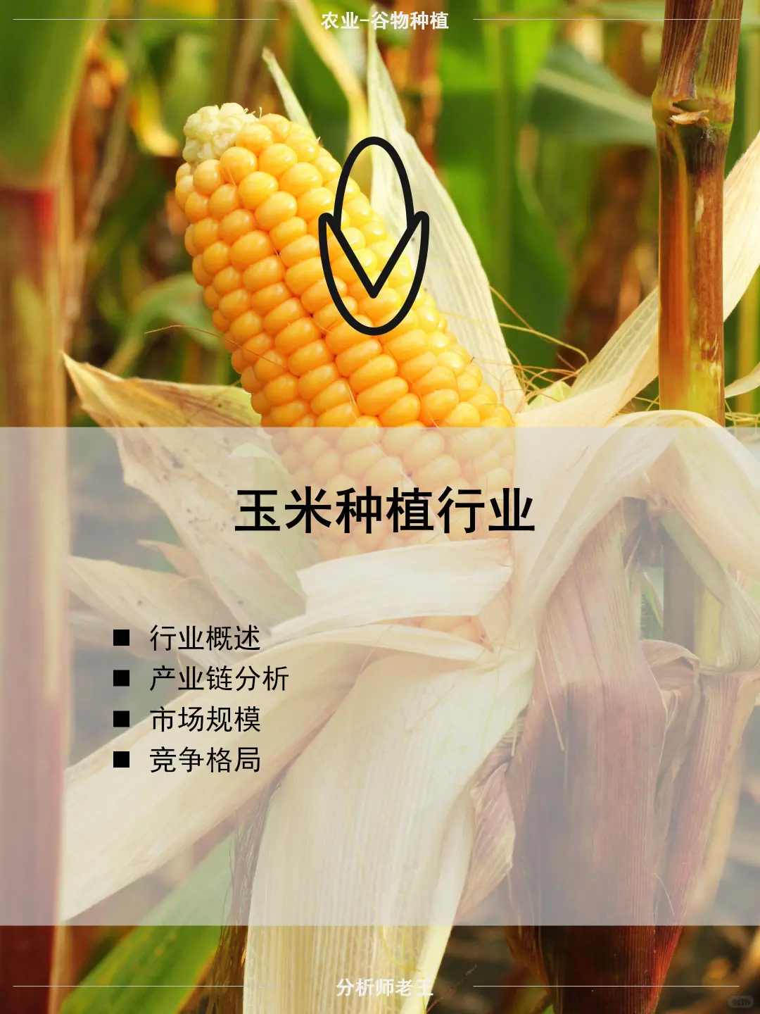 玉米种植行业