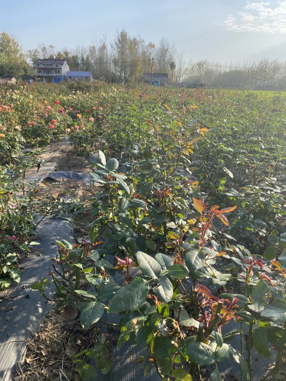 身在花丛中，浑身都是刺