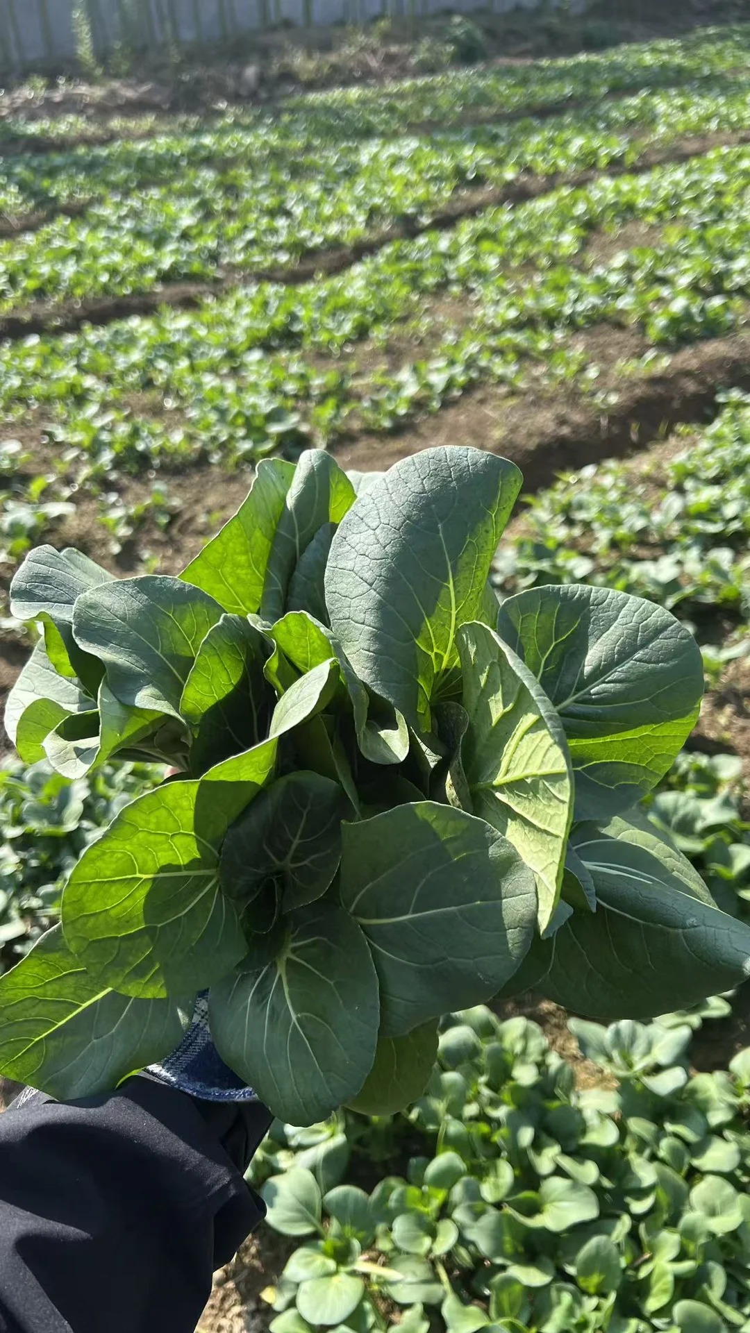 四季常春的四季农场｜冬日实况