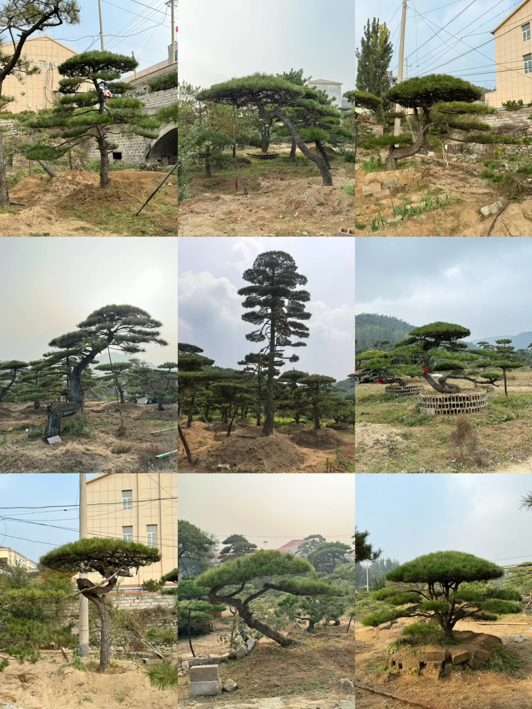 精品造型松基地、源头直供、精品造型松基地、