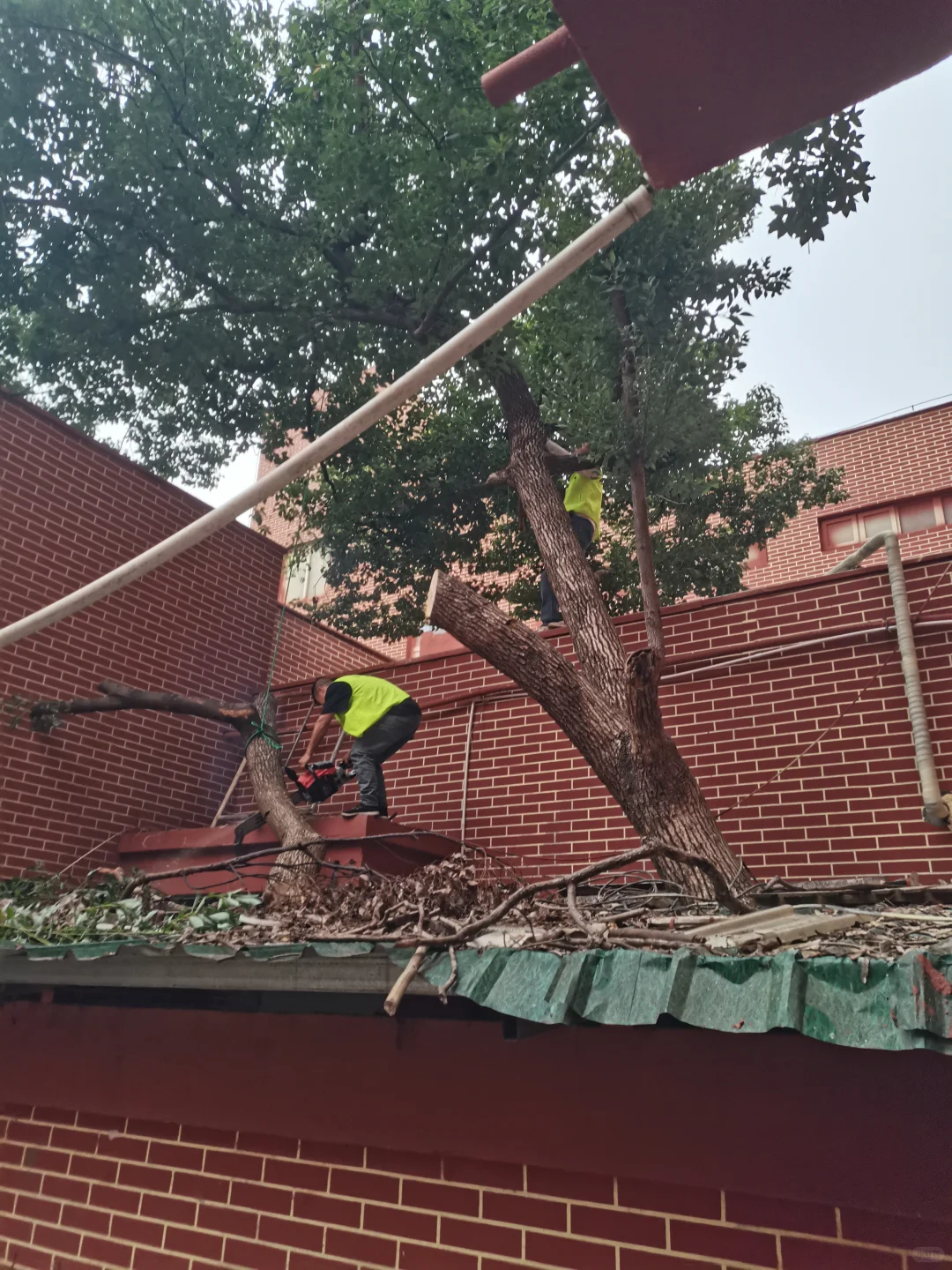 秋季是树木修剪施肥种植季节，来年长势更好