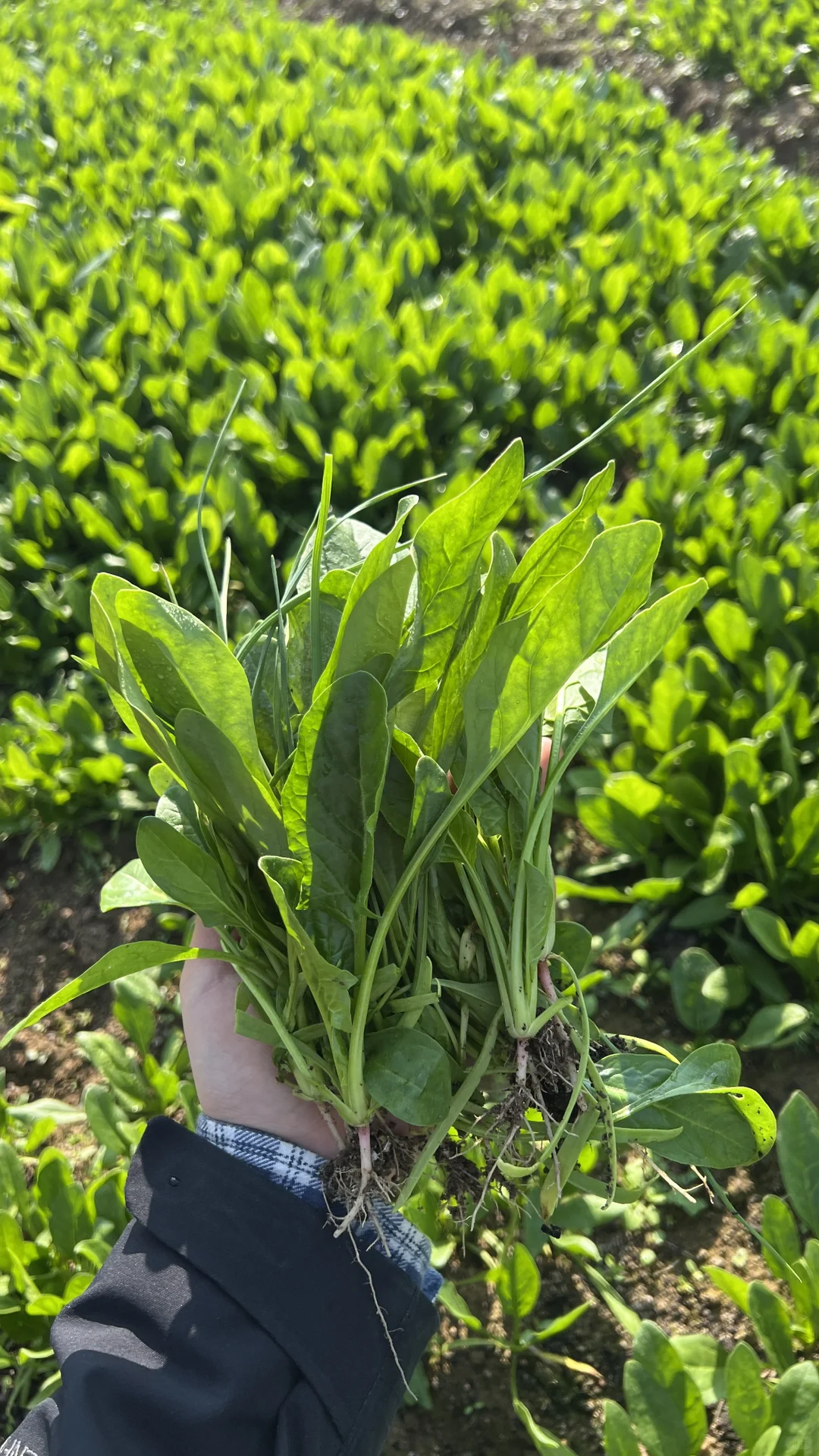 四季常春的四季农场｜冬日实况